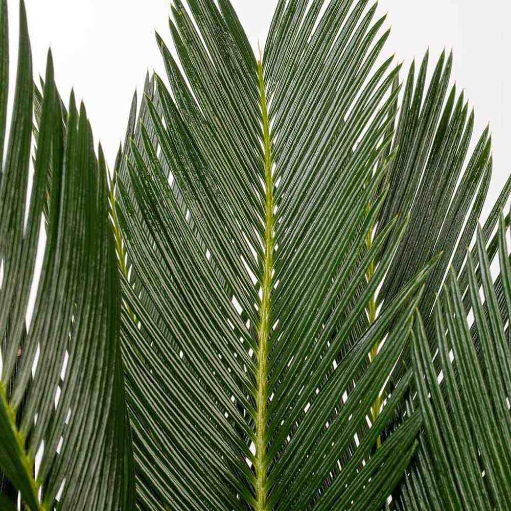 Palmier Sagotier Japonez Cycas Revoluta - 110 cm - VERDENA-90 cm inaltime, livrat in ghiveci de 5 l