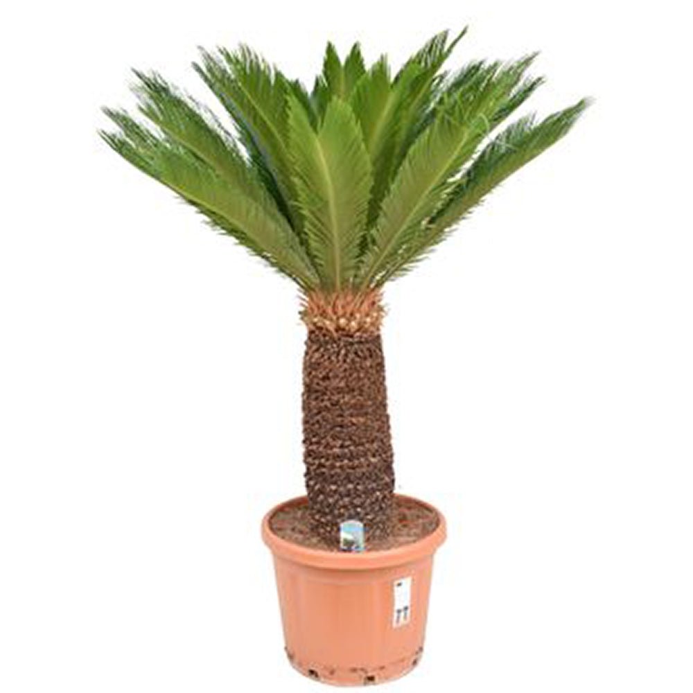Palmier Sagotier Japonez Cycas Revoluta - 160 cm