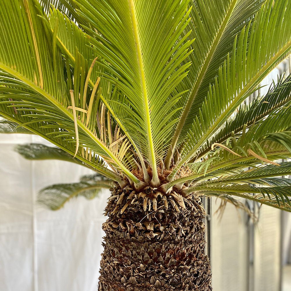 Palmier Sagotier Japonez Cycas Revoluta - 160 cm