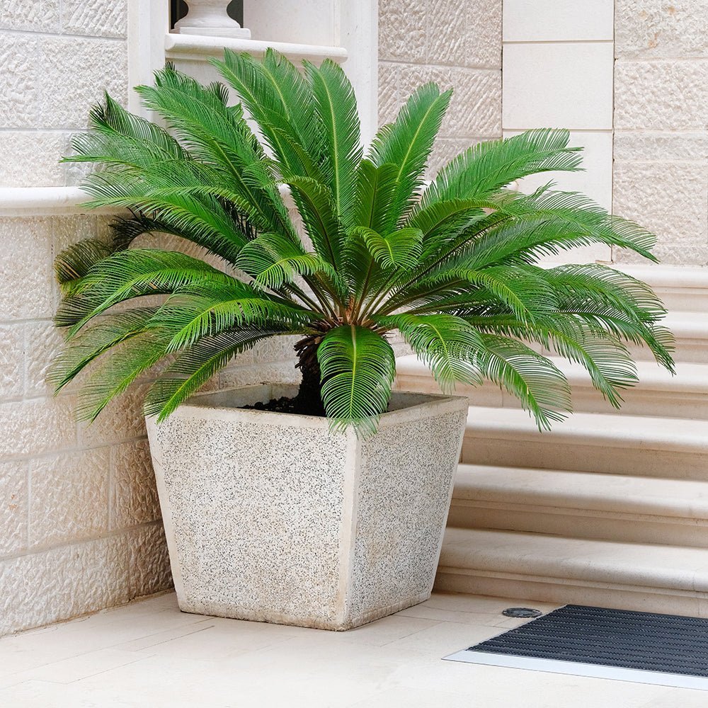 Palmier Sagotier Japonez Cycas Revoluta - 90 cm