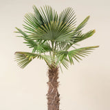 Palmier Trachycarpus fortunei (tulpina 30-40 cm) - 140 cm - VERDENA-140 cm inaltime livrat in ghiveci cu Ø de 32 cm