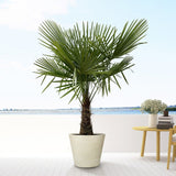 Palmier Trachycarpus Fortunei - Tulpina 30 cm - VERDENA-Tulpina de 30 cm inaltime, livrat in ghiveci de 30 l