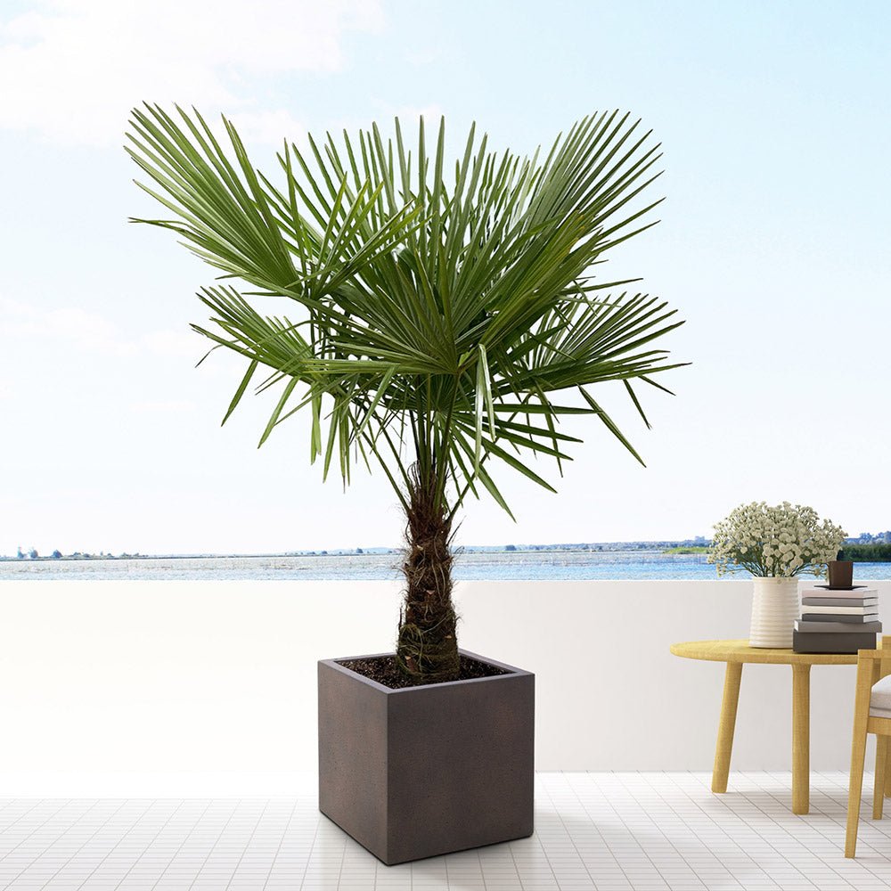 Palmier Morisca Trachycarpus Fortunei (Tulpina 30 cm) - 140-160 cm