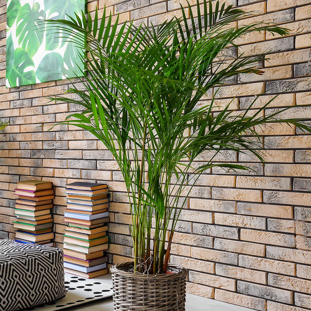 Palmier Areca Dypsis Lutescens - 120 cm