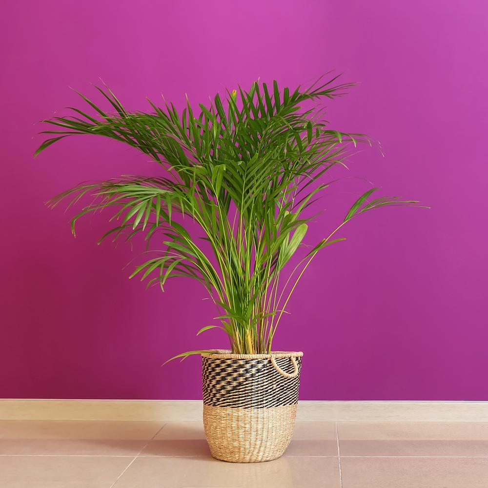 Palmier Areca Dypsis Lutescens - 120 cm