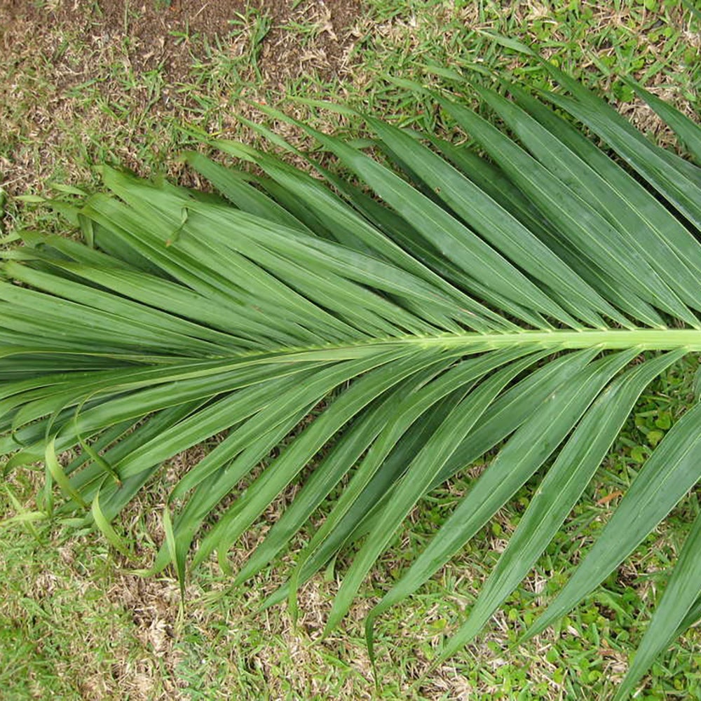 Palmier de Craciun Veitchia (Adonidia) Merrillii - 160 cm