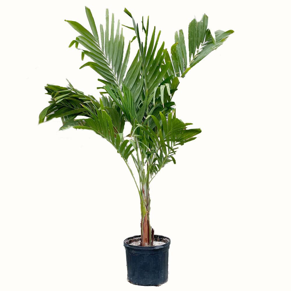 Palmier de Craciun Veitchia (Adonidia) Merrillii - 200/240 cm