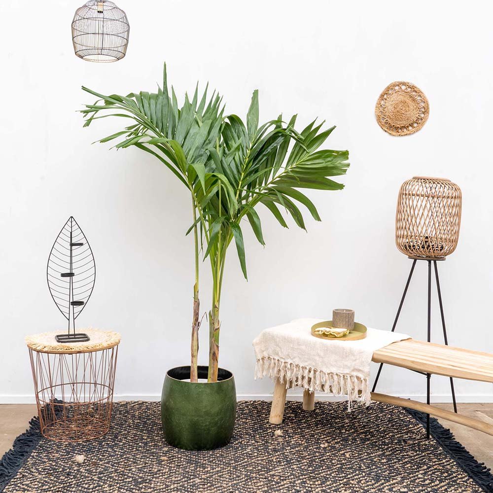 Palmier de Craciun Veitchia (Adonidia) Merrillii - 200/240 cm