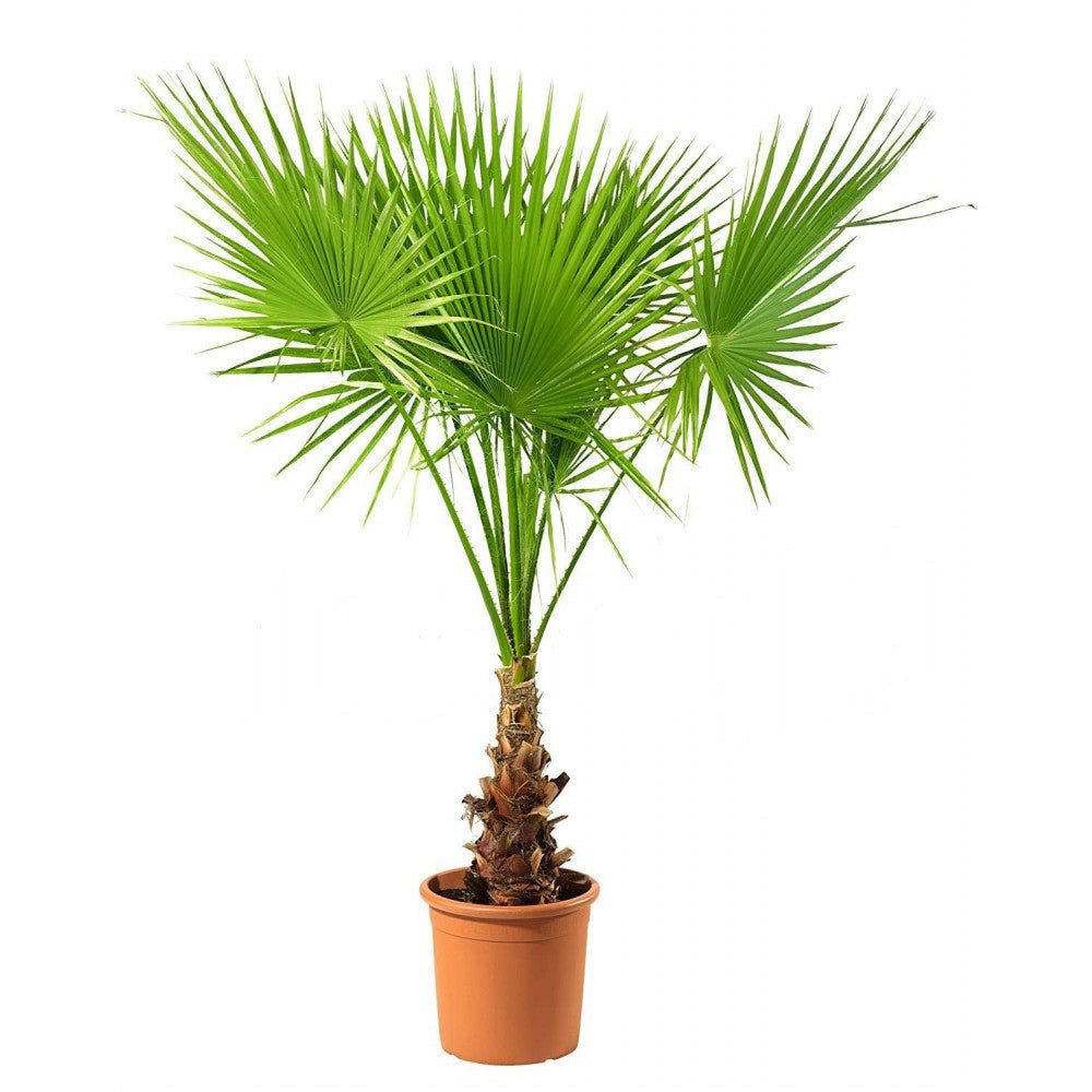 Palmier Washingtonia Robusta - 100 cm - VERDENA-livrat in ghiveci cu diametru de 30cm si 28cm inaltime