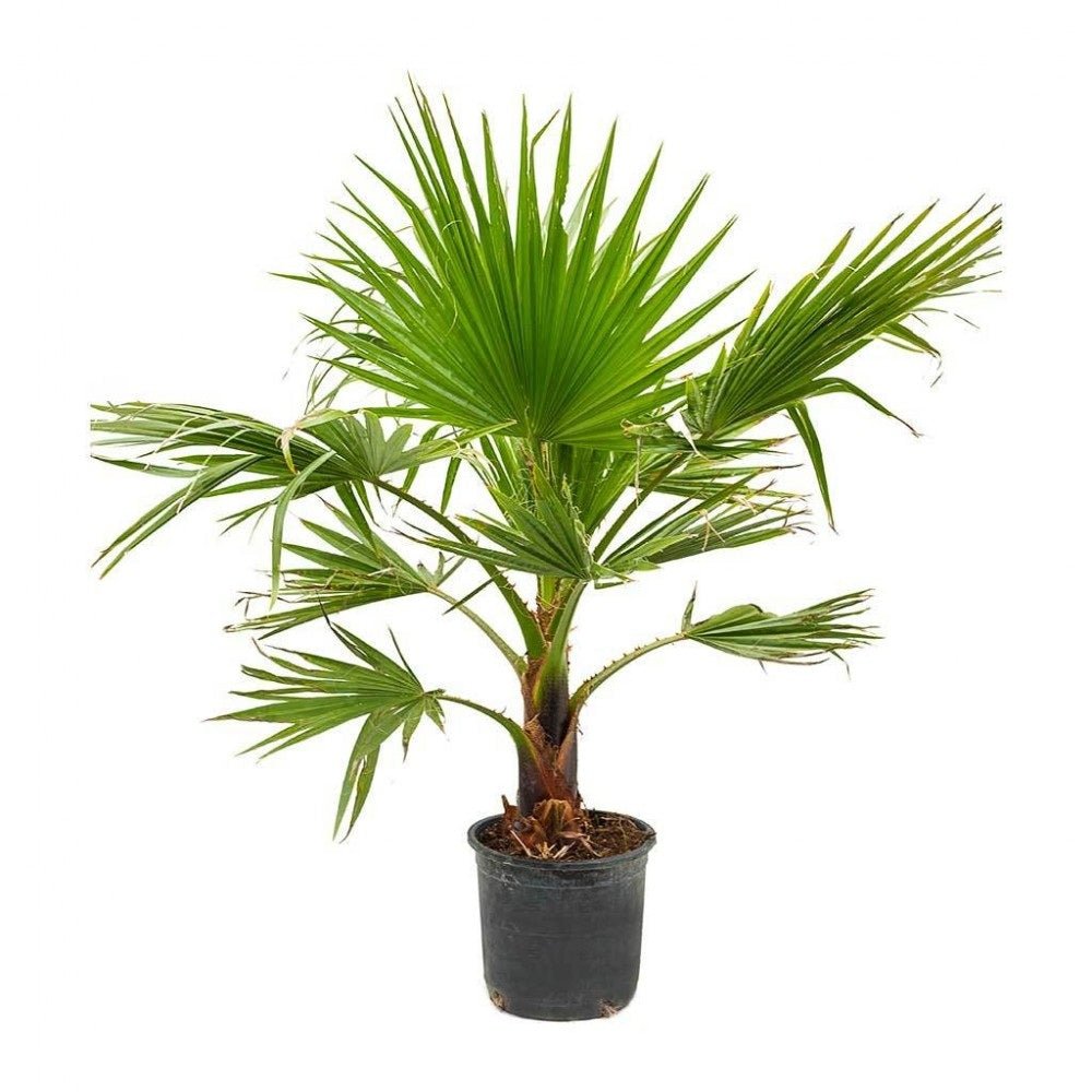 Palmier Washingtonia Robusta - 190 cm