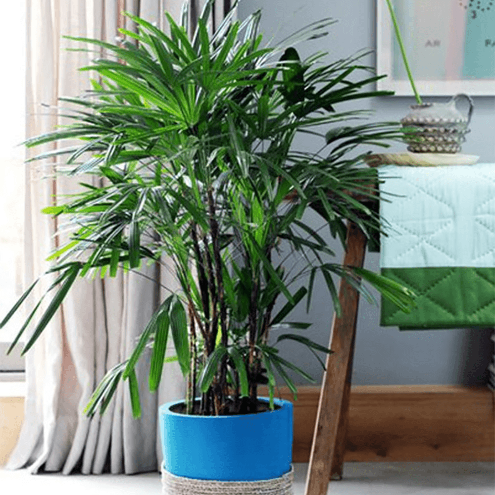 Palmierul Doamnei (Rhapsis Excelsa) - 100 cm