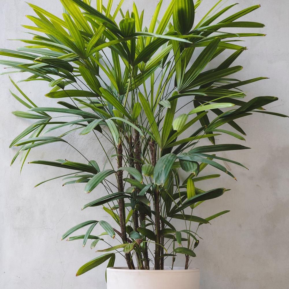 Palmierul Doamnei (Rhapsis Excelsa) - 100 cm