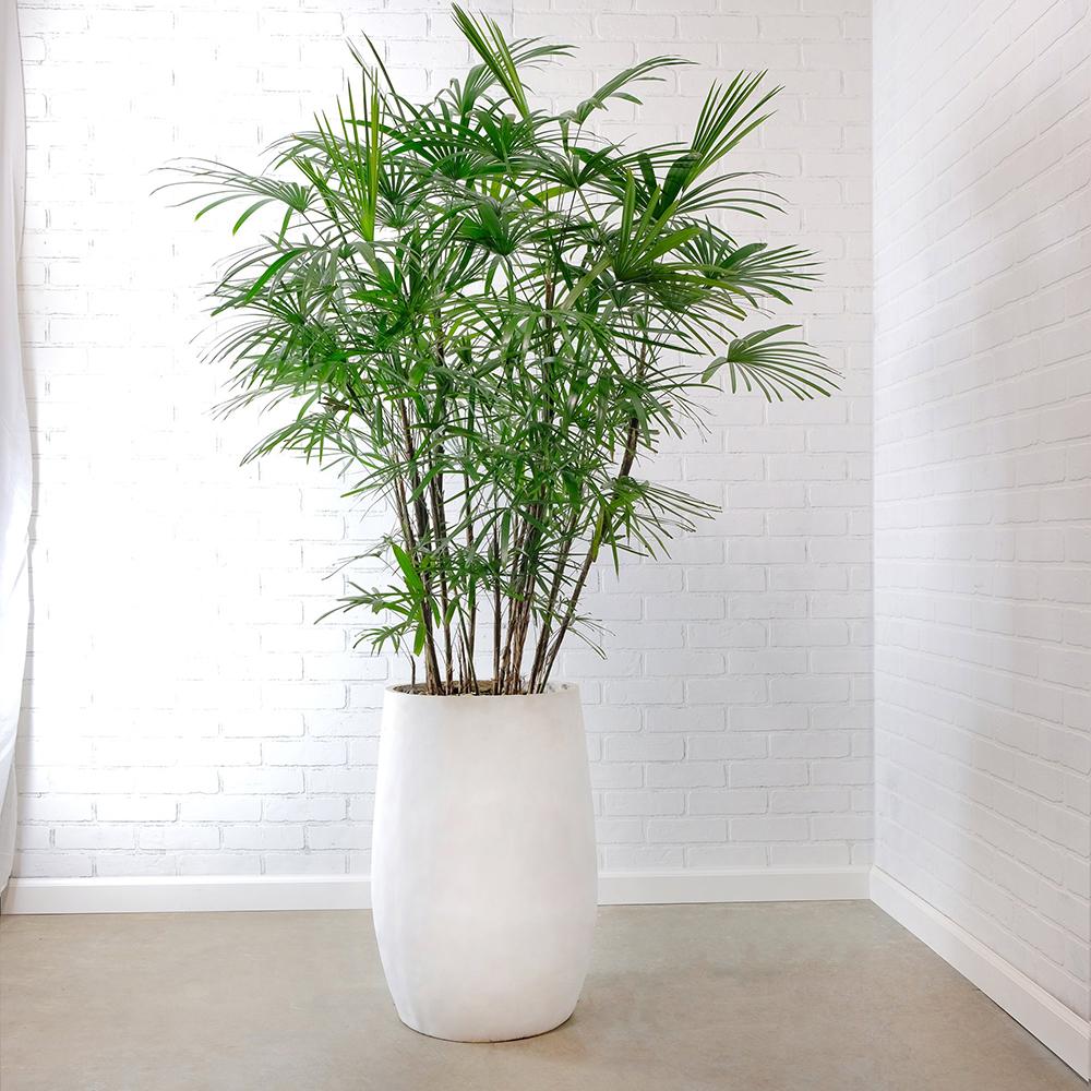 Palmierul Doamnei (Rhapsis Excelsa) - 100 cm