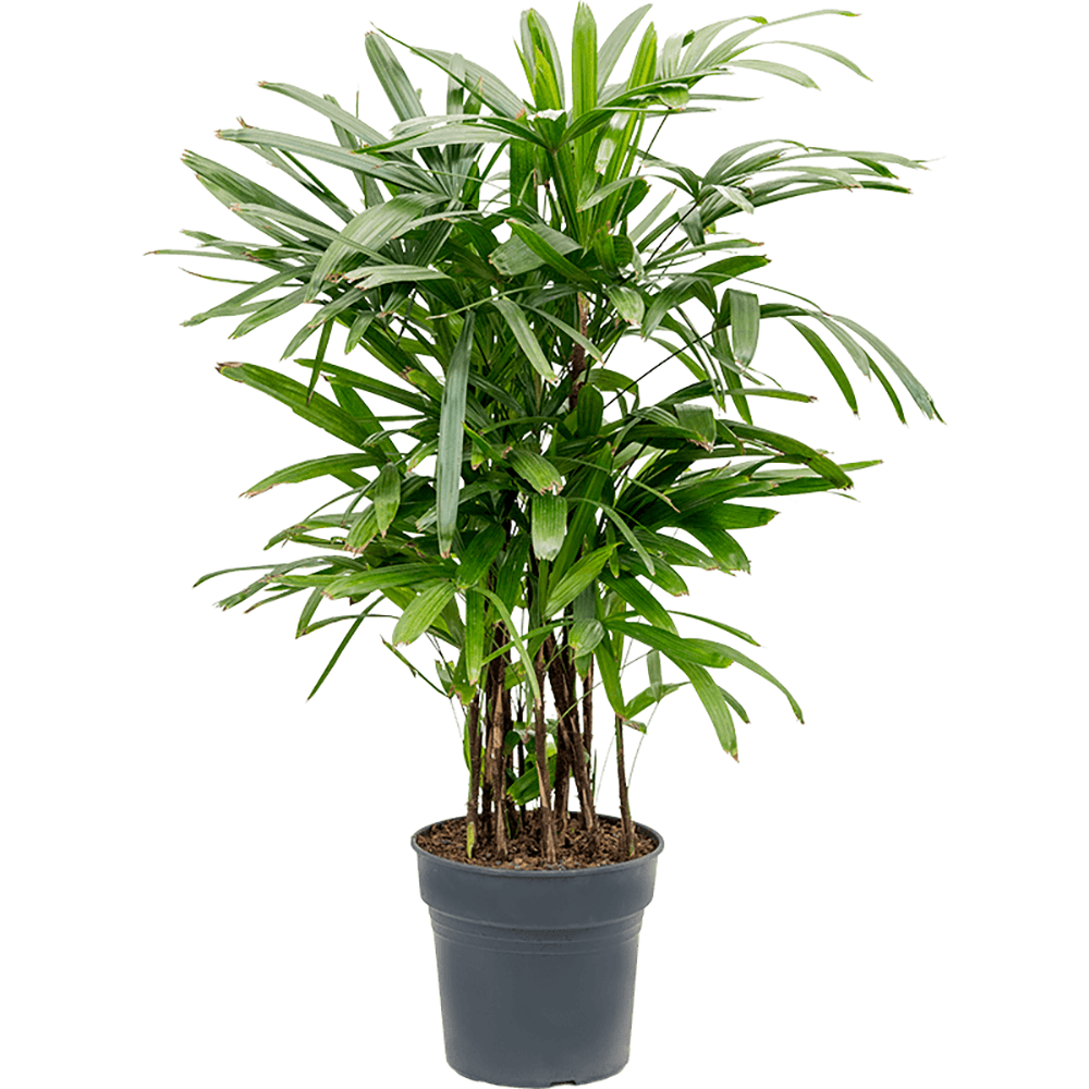 Palmierul Doamnei (Rhapsis Excelsa) - 125 cm