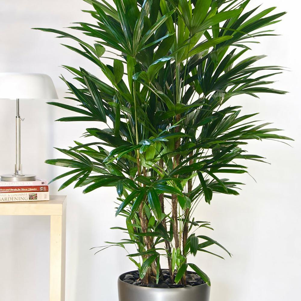 Palmierul Doamnei (Rhapsis Excelsa) - 90 cm