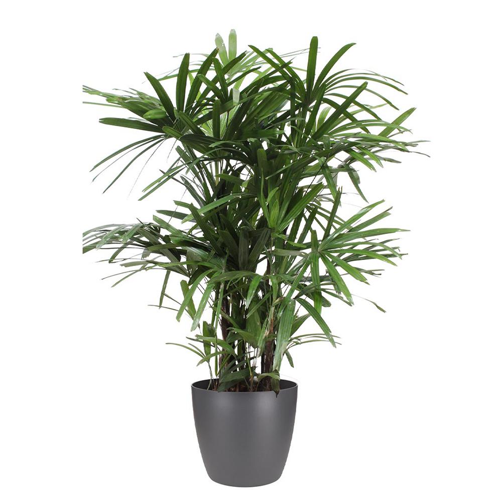 Palmierul Doamnei (Rhapsis Excelsa) - 90 cm