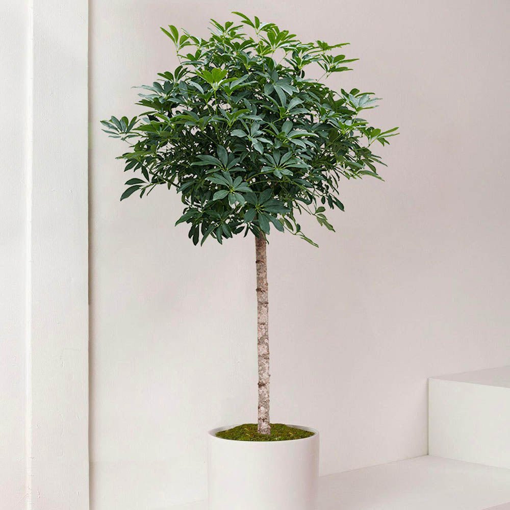 Palmierul Umbrela (Schefflera) Compacta - 120 cm