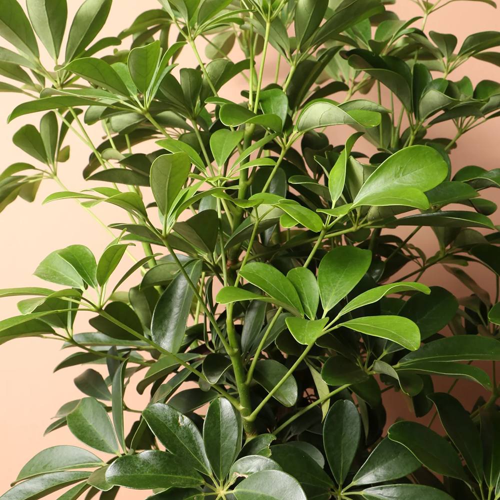 Palmierul Umbrela (Schefflera) Compacta - 120 cm