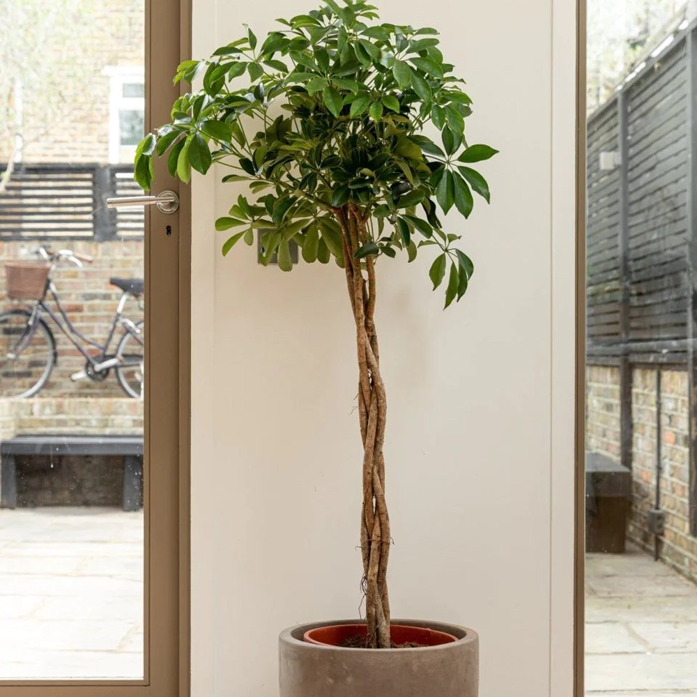Palmierul Umbrela (Schefflera) Compacta - 120 cm