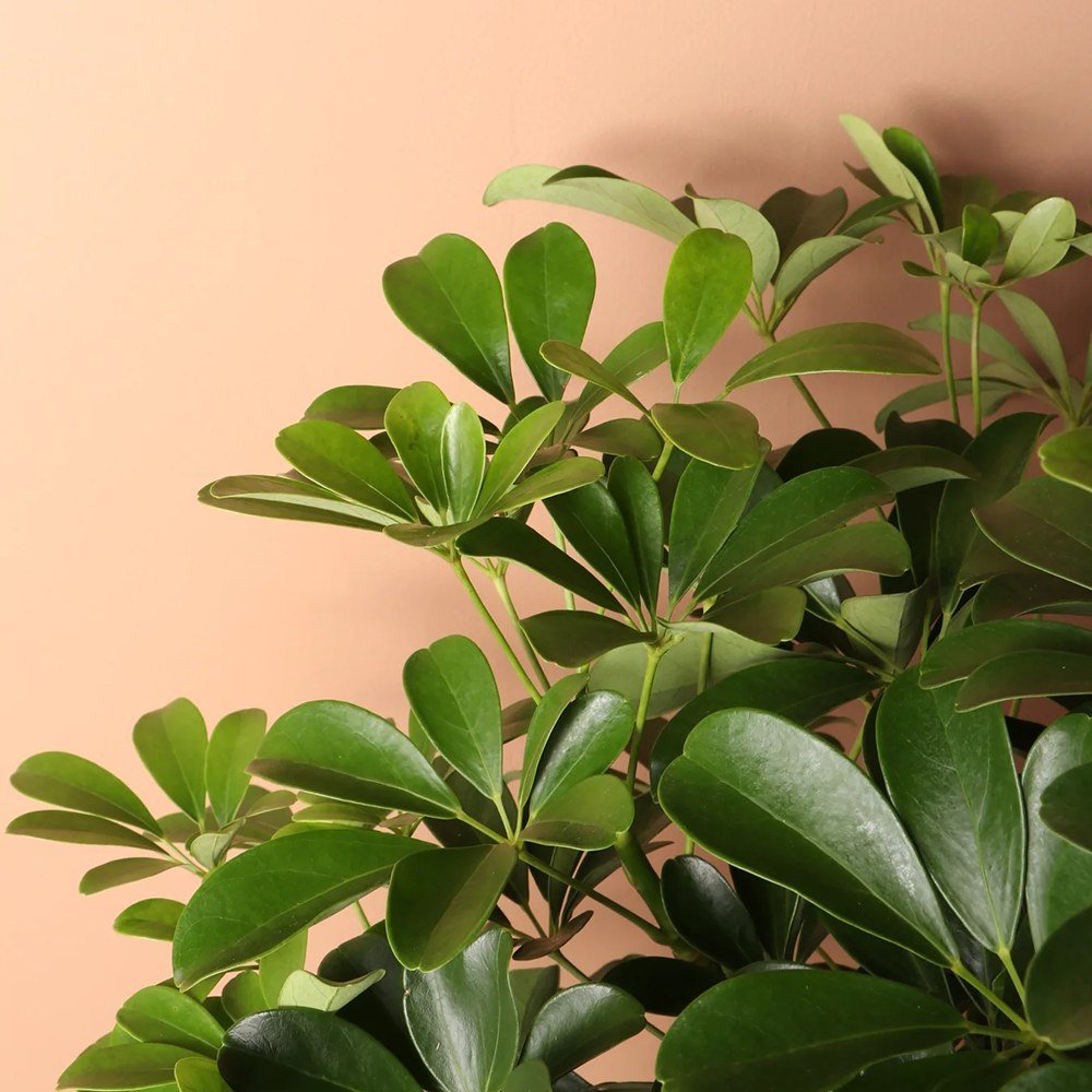 Palmierul Umbrela (Schefflera) Compacta - 120 cm