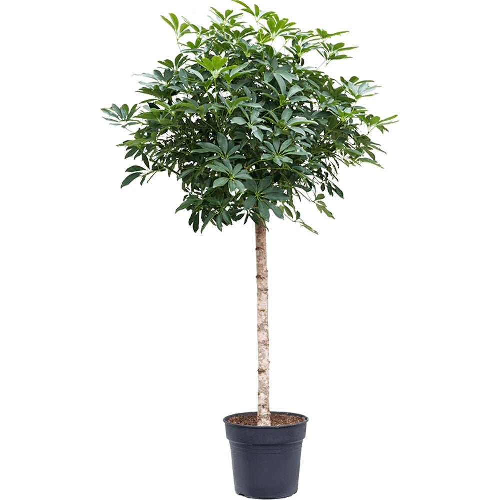 Palmierul Umbrela (Schefflera) Compacta - 120 cm