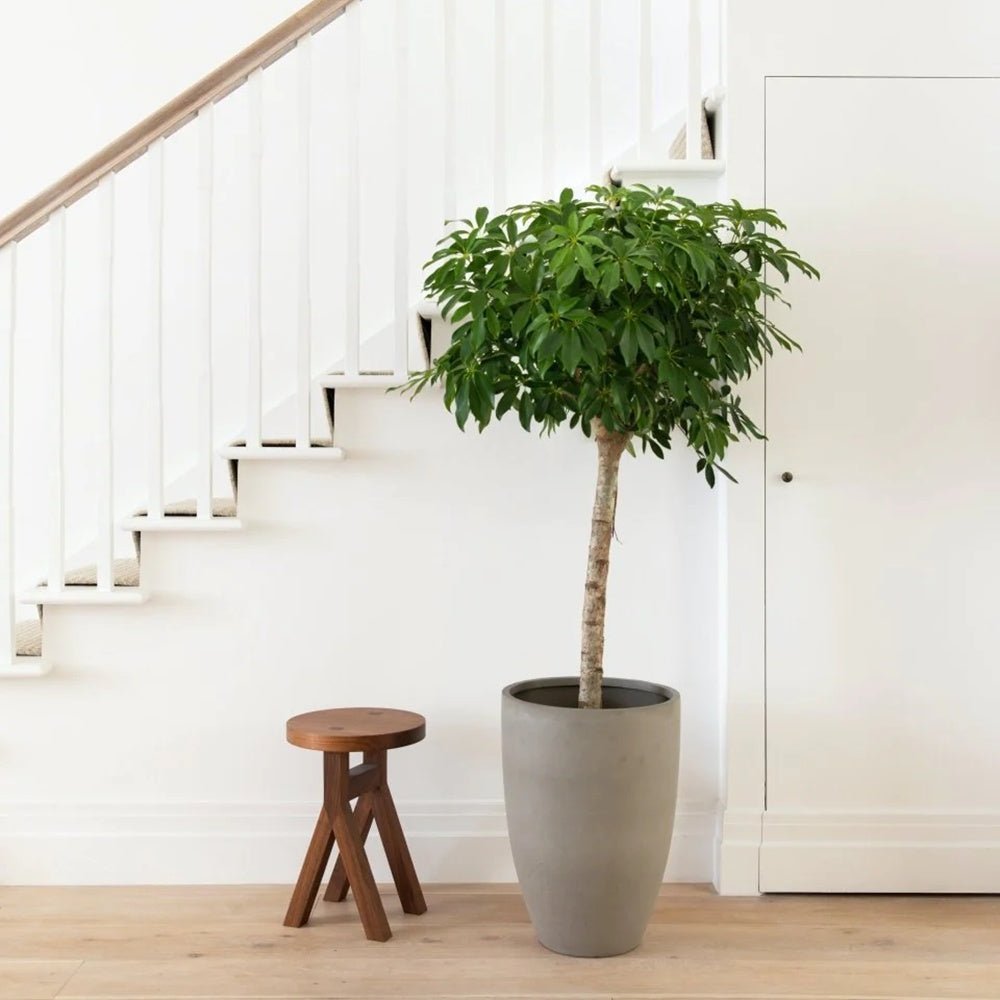 Palmierul Umbrela (Schefflera) Compacta - 120 cm