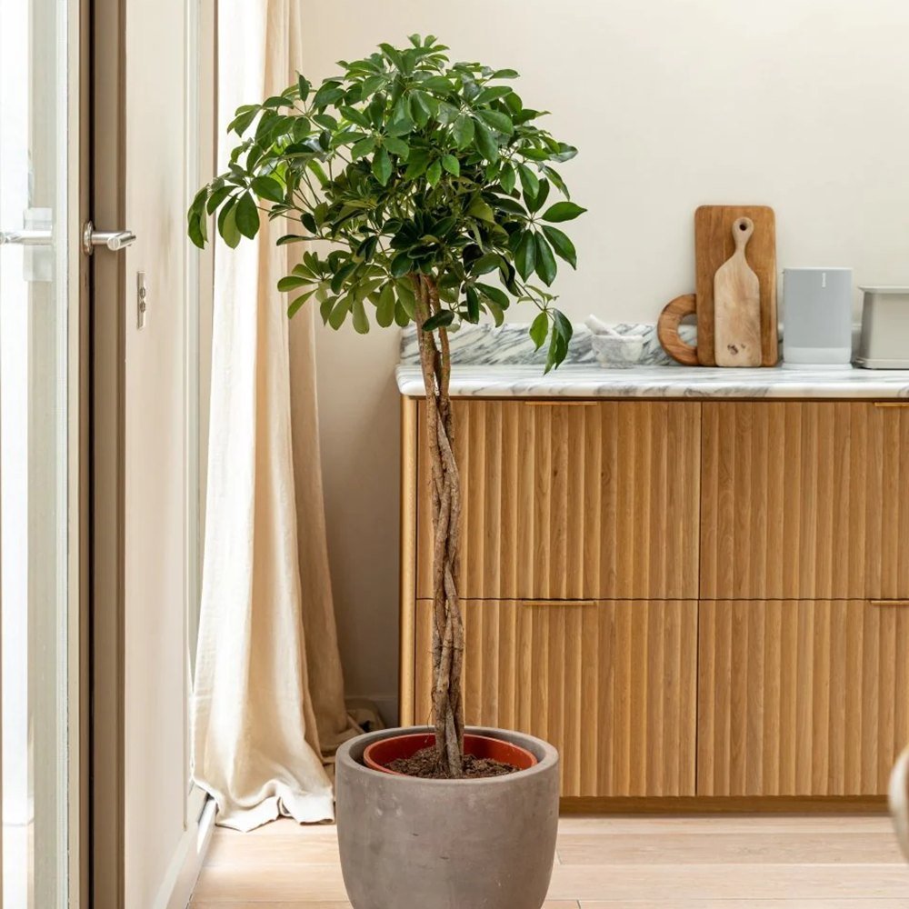 Palmierul Umbrela (Schefflera) Compacta - 120 cm