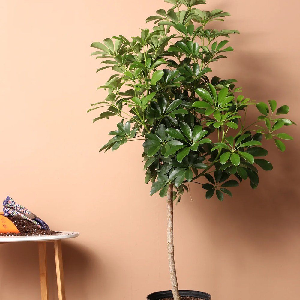 Palmierul Umbrela (Schefflera) Compacta - 120 cm