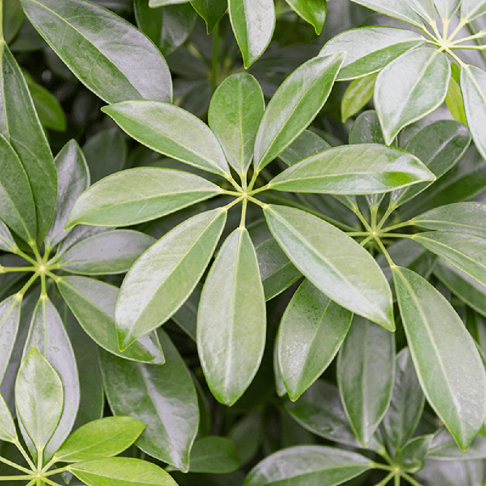 Palmierul Umbrela (Schefflera) Compacta - 130 cm