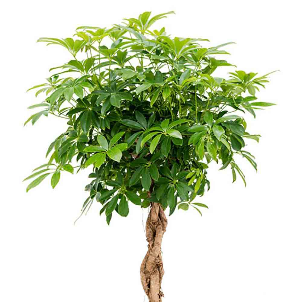 Palmierul Umbrela (Schefflera) Compacta - 130 cm