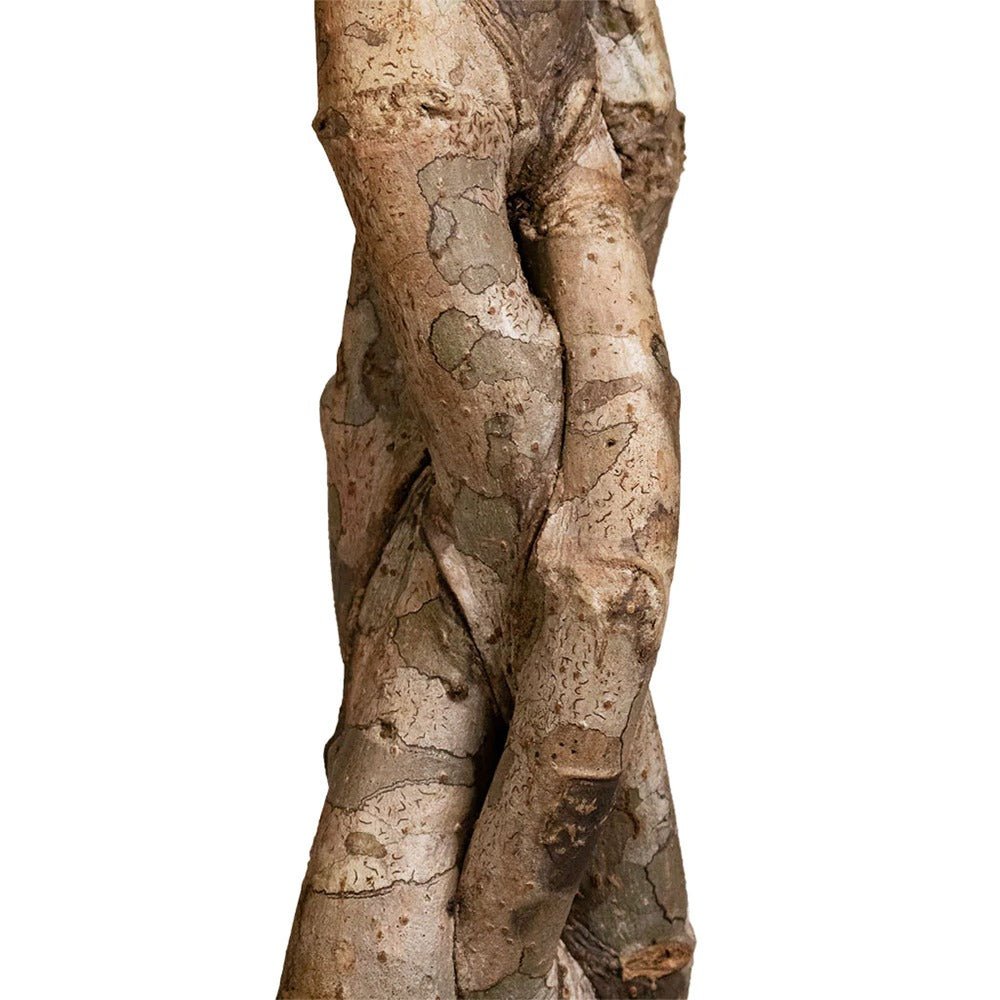 Palmierul Umbrela (Schefflera) Compacta - 160 cm