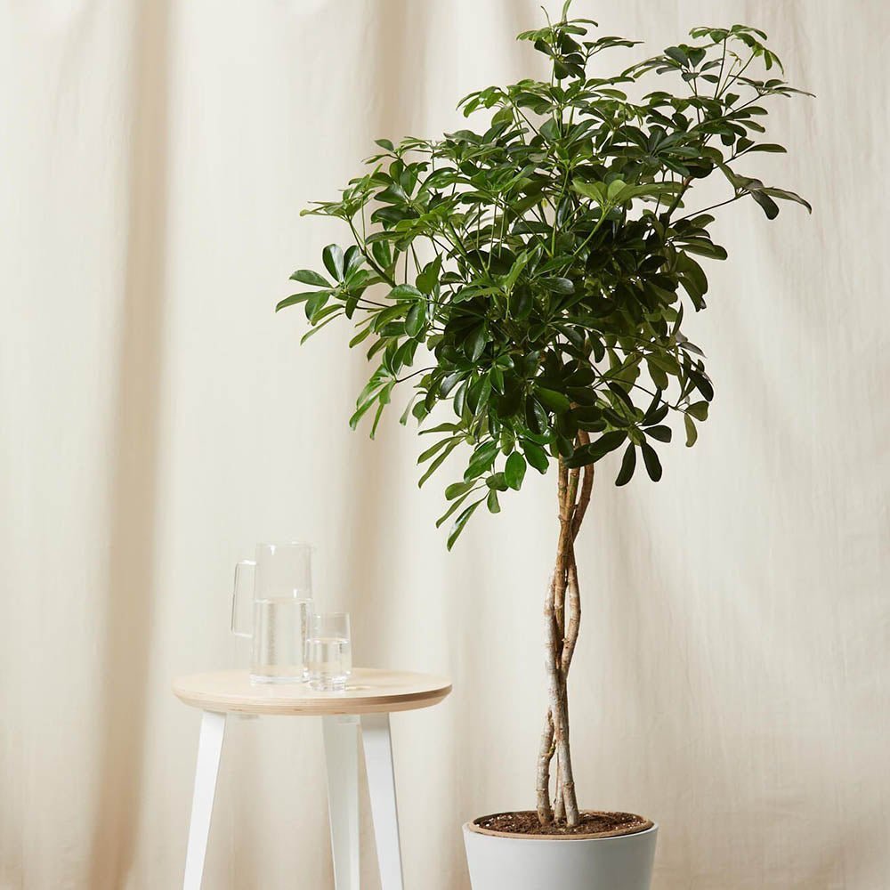 Palmierul Umbrela (Schefflera) Compacta - 160 cm