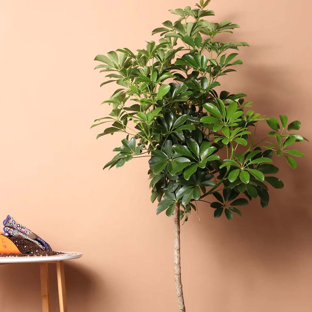 Palmierul Umbrela (Schefflera) Compacta - 160 cm