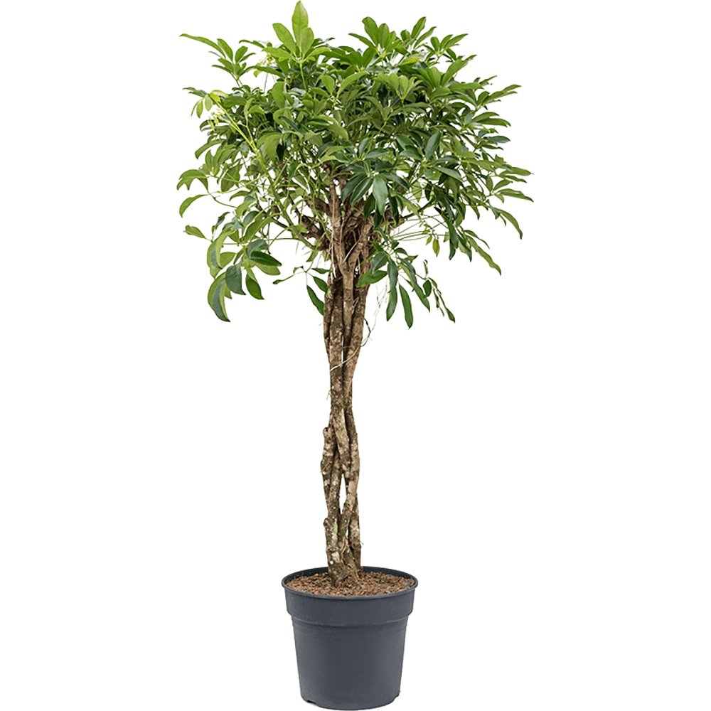 Palmierul Umbrela (Schefflera) Compacta - 200 cm