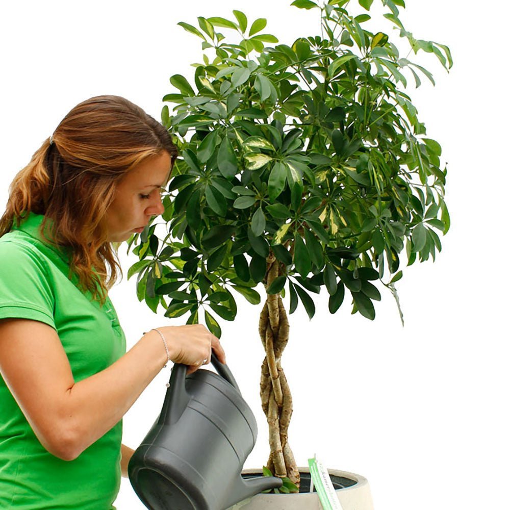 Palmierul Umbrela (Schefflera) Compacta - 200 cm
