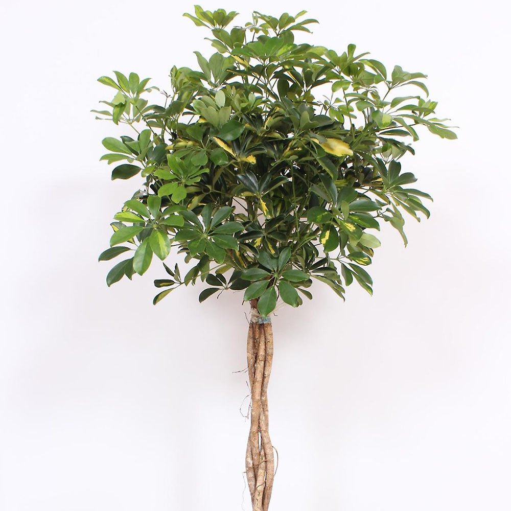 Palmierul Umbrela (Schefflera) Compacta - 200 cm