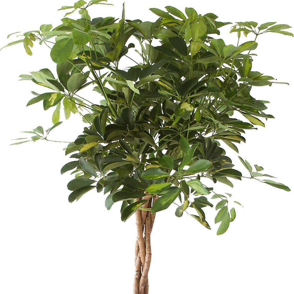 Palmierul Umbrela (Schefflera) Compacta - 200 cm