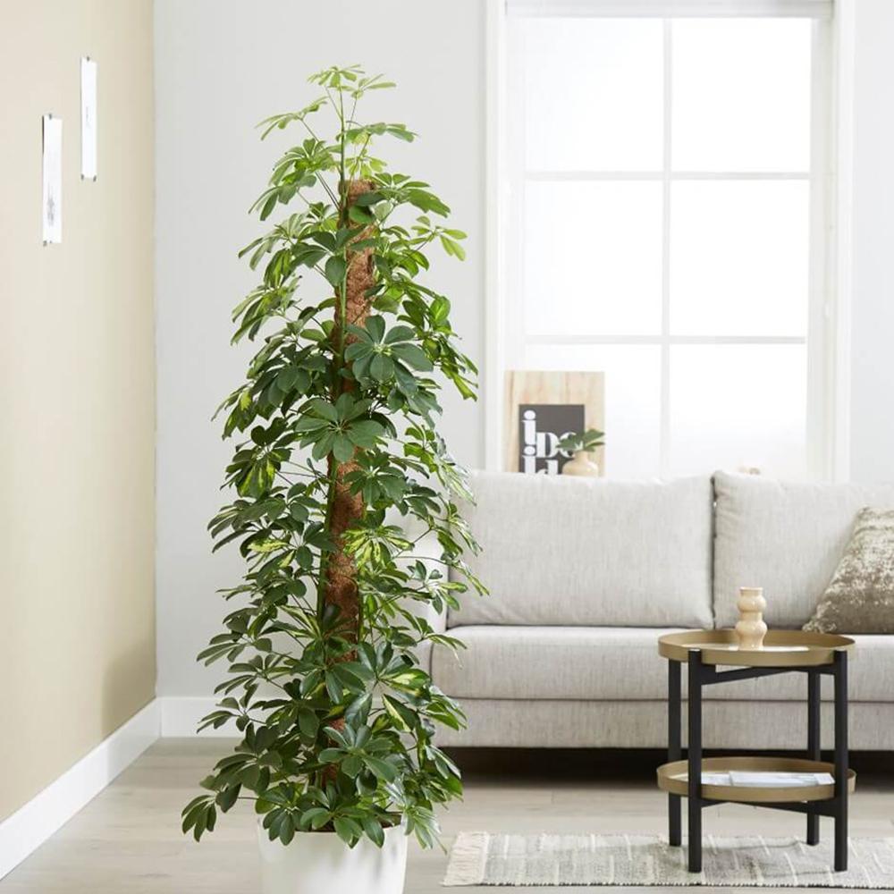 Palmierul Umbrela (Schefflera) Dalton - 90 cm