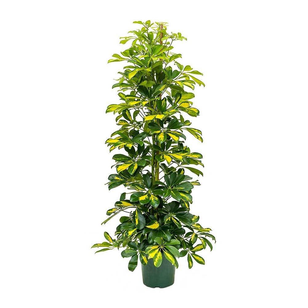 Palmierul Umbrela (Schefflera) Dalton - 90 cm