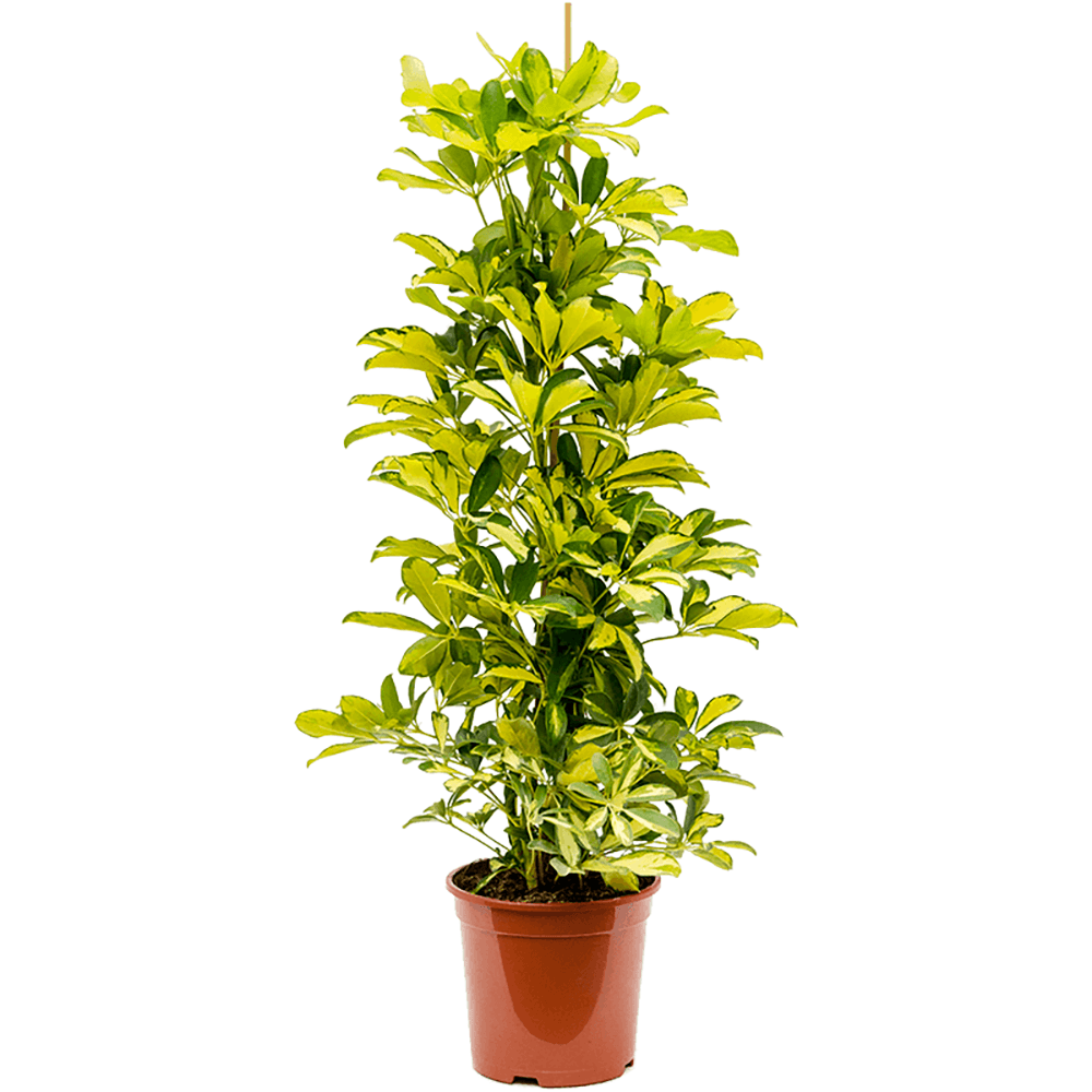 Palmierul Umbrela (Schefflera) Dalton - 90 cm