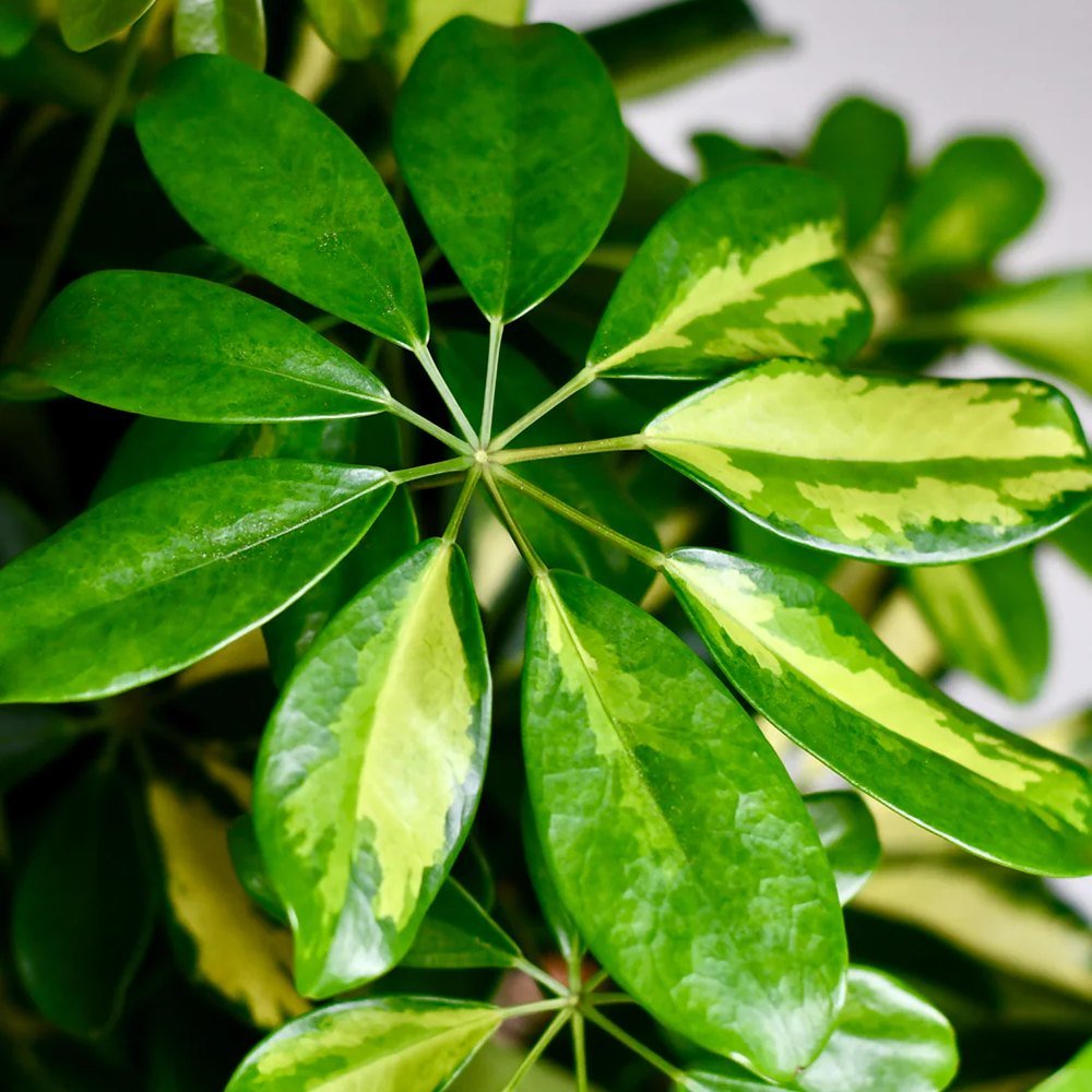 Palmierul Umbrela (Schefflera) Gold Capella - 150 cm