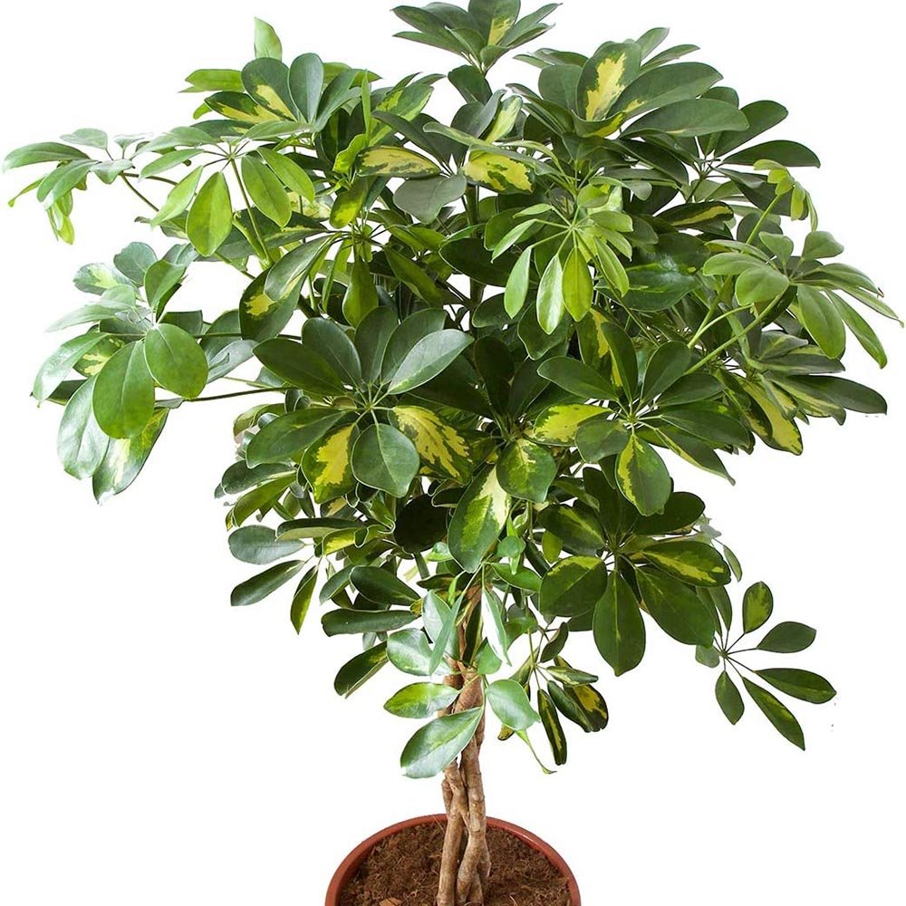 Palmierul Umbrela (Schefflera) Gold Capella - 150 cm