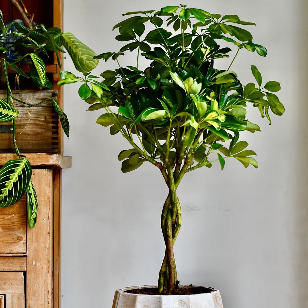 Palmierul Umbrela (Schefflera) Gold Capella - 190 cm
