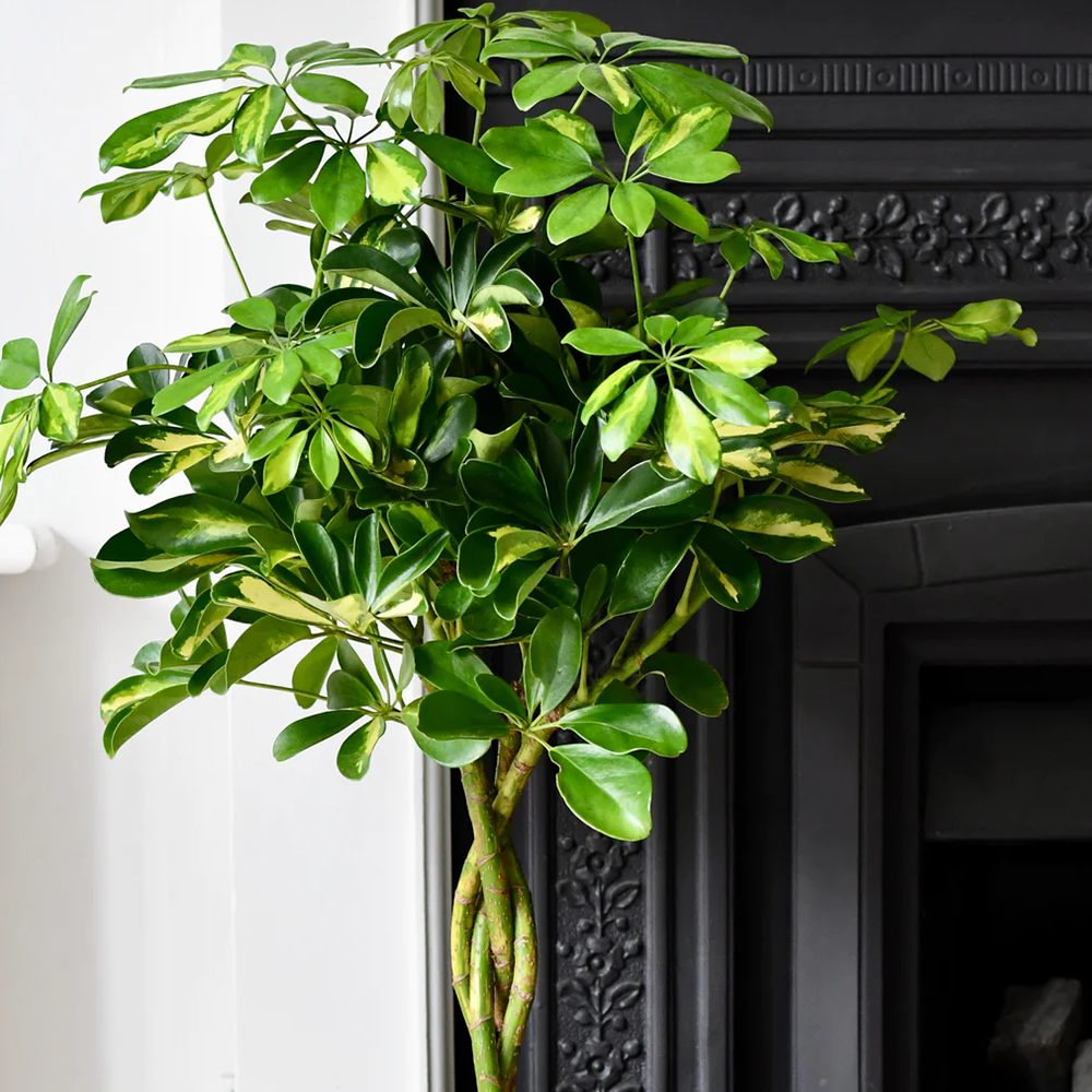 Palmierul Umbrela (Schefflera) Gold Capella - 190 cm