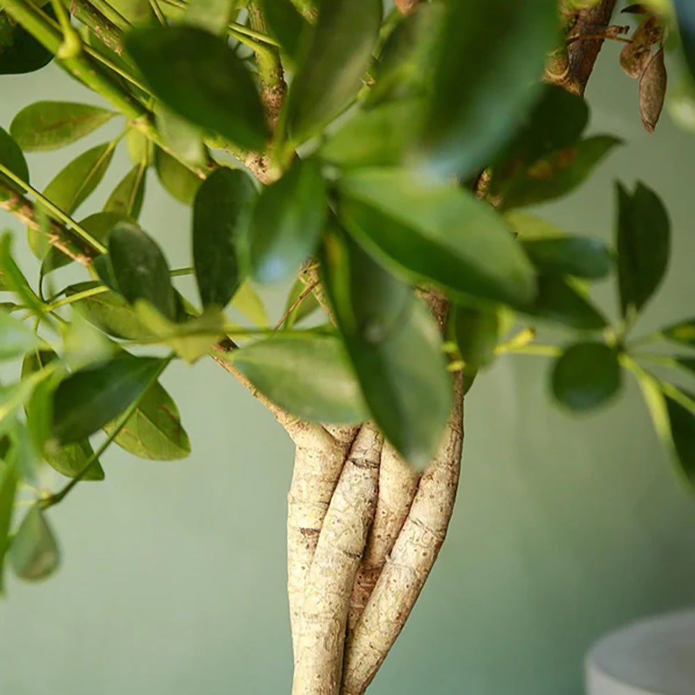 Palmierul Umbrela (Schefflera) Gold Capella - 190 cm