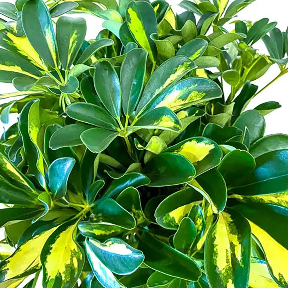 Palmierul Umbrela (Schefflera) Gold Capella - 190 cm