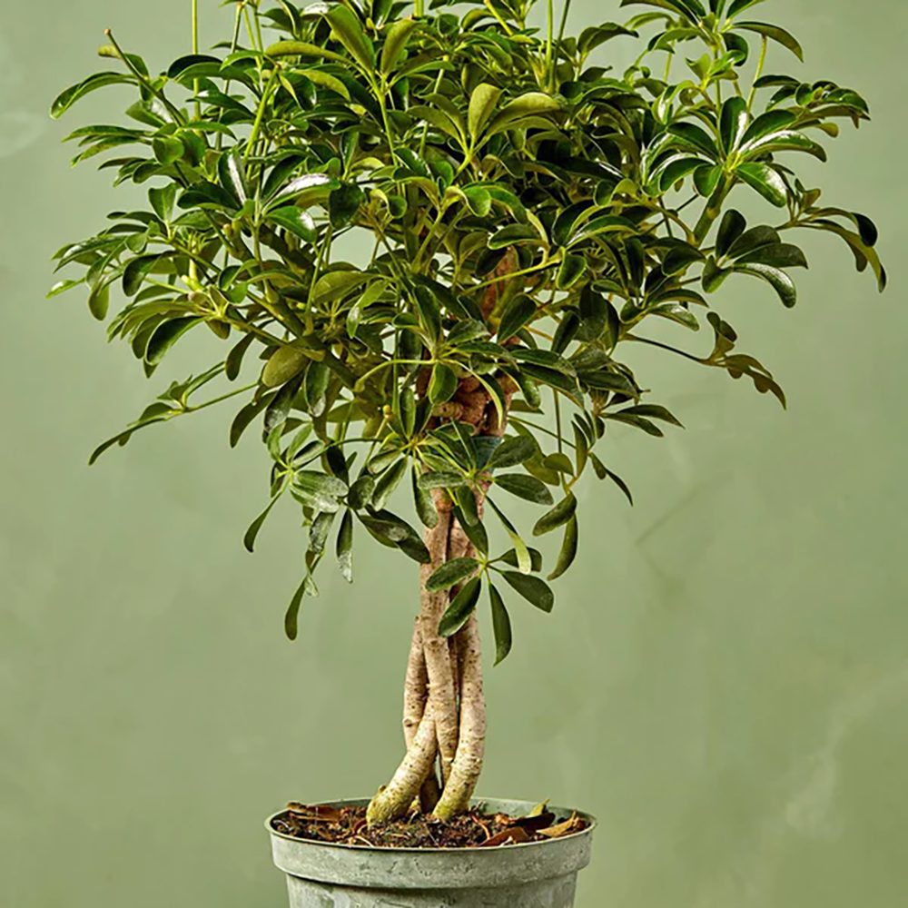 Palmierul Umbrela (Schefflera) Gold Capella - 190 cm