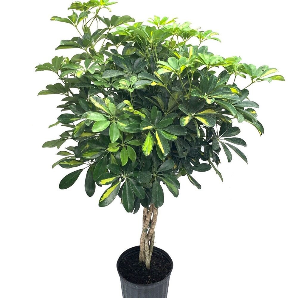 Palmierul Umbrela (Schefflera) Gold Capella - 190 cm