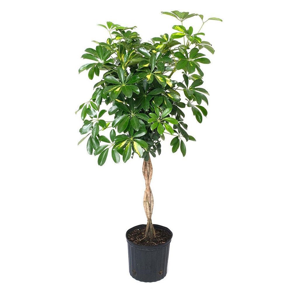 Palmierul Umbrela (Schefflera) Gold Capella - 190 cm