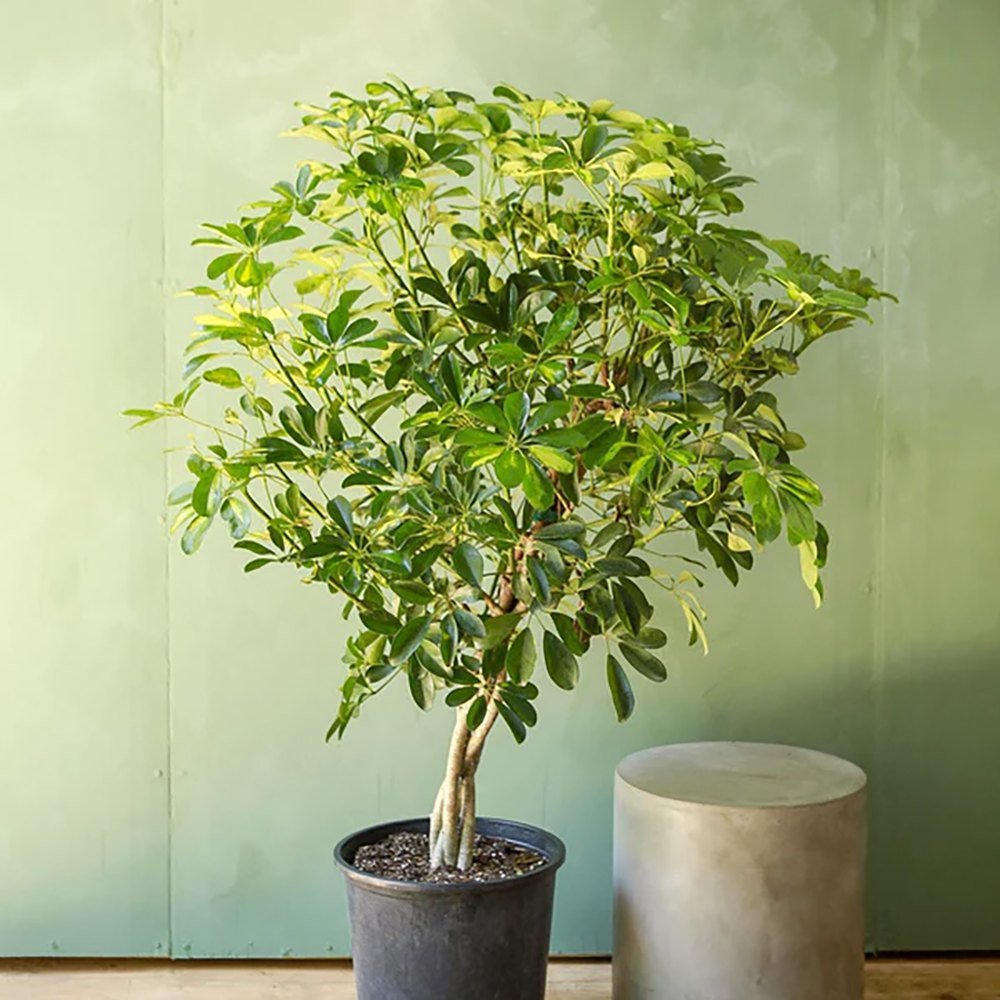 Palmierul Umbrela (Schefflera) Gold Capella - 190 cm